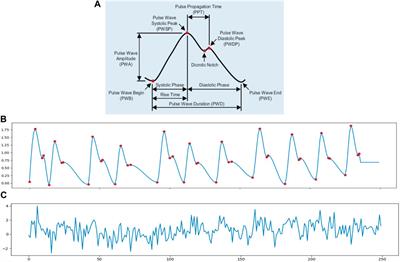 Simulating cardiac signals on 3D human models for photoplethysmography development